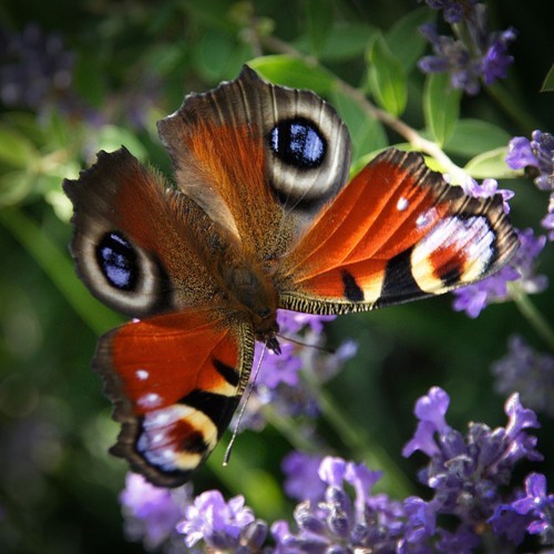 Photo:  Butterfly  44